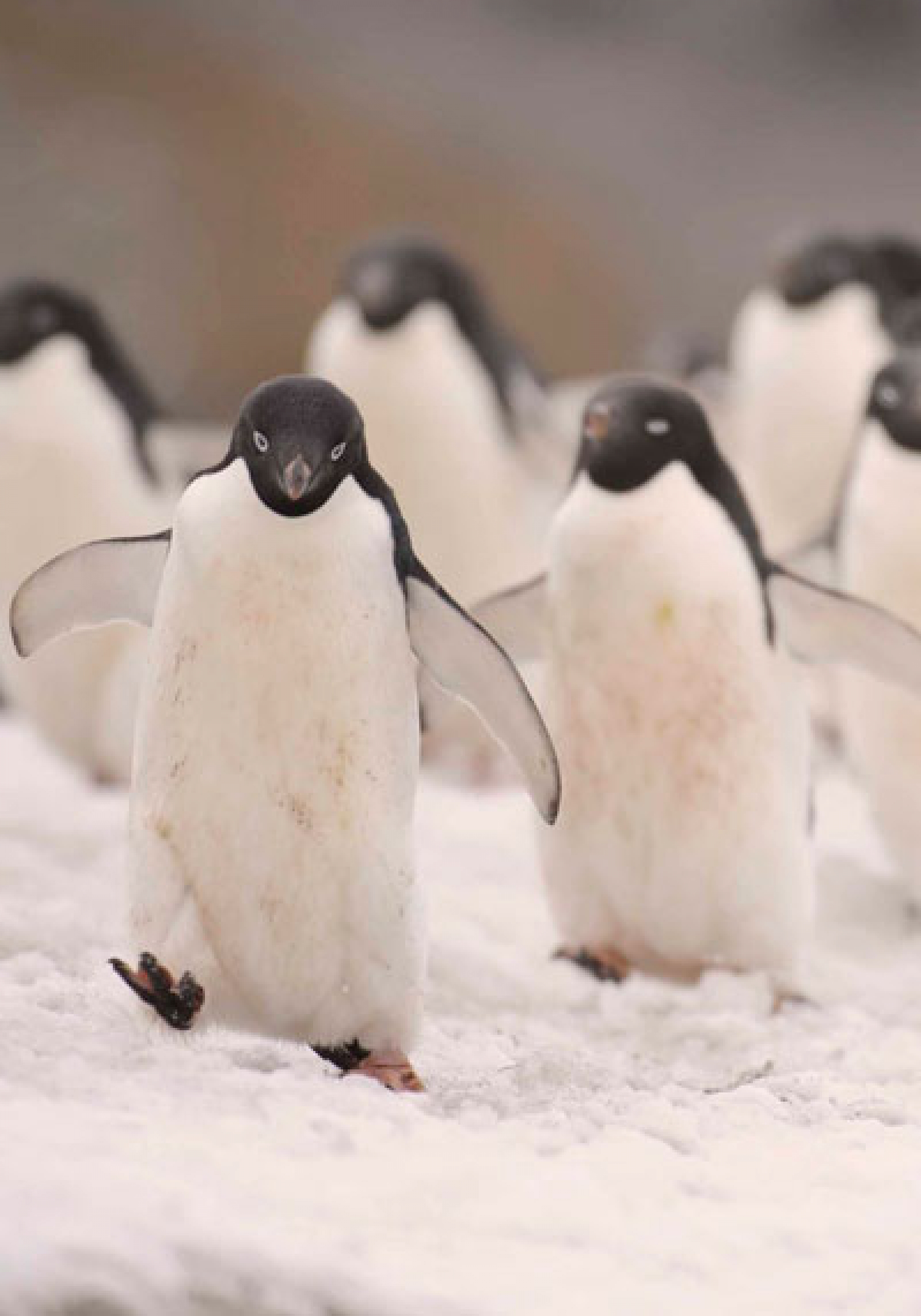 pinguino de adelia