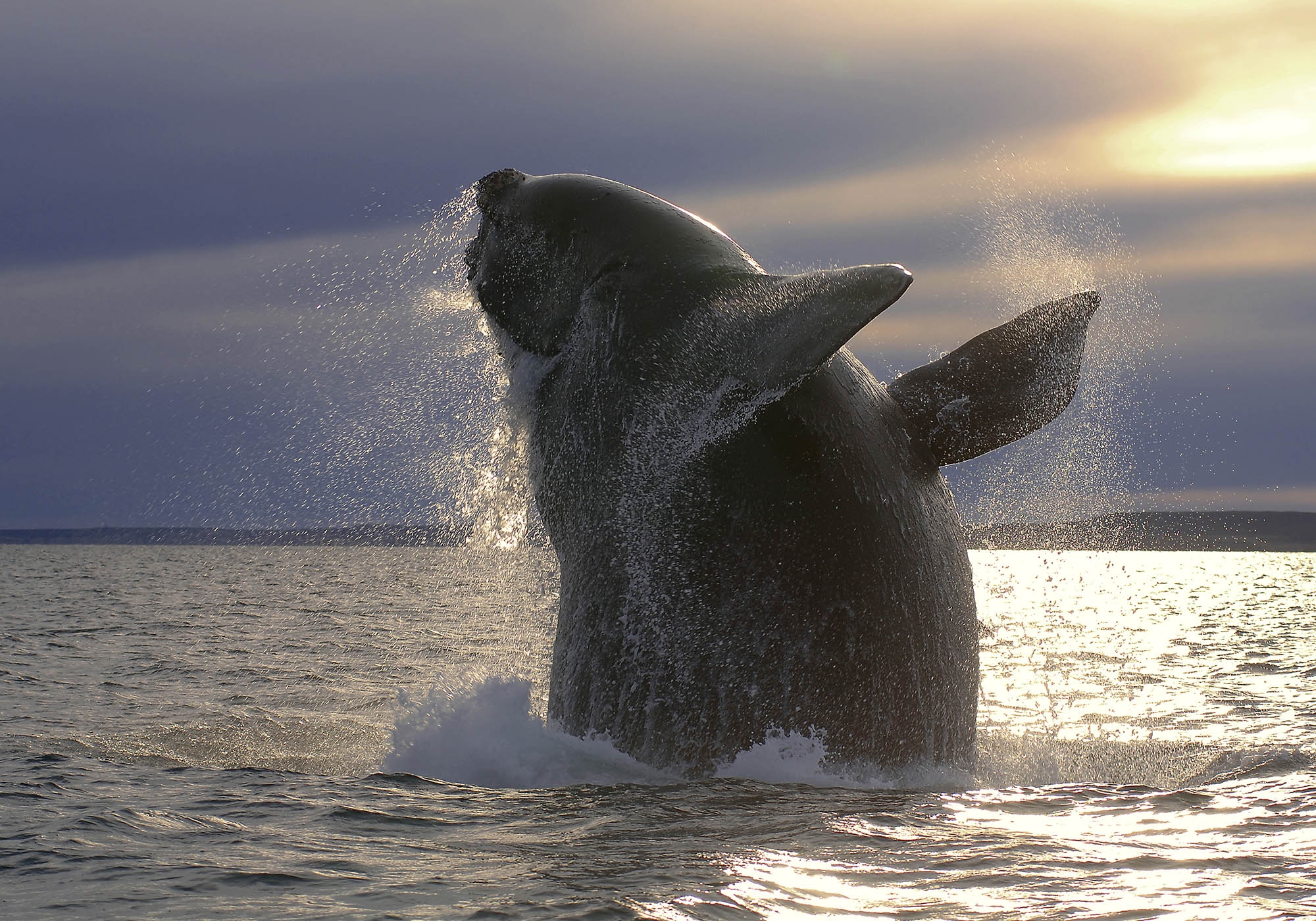 ballena salto