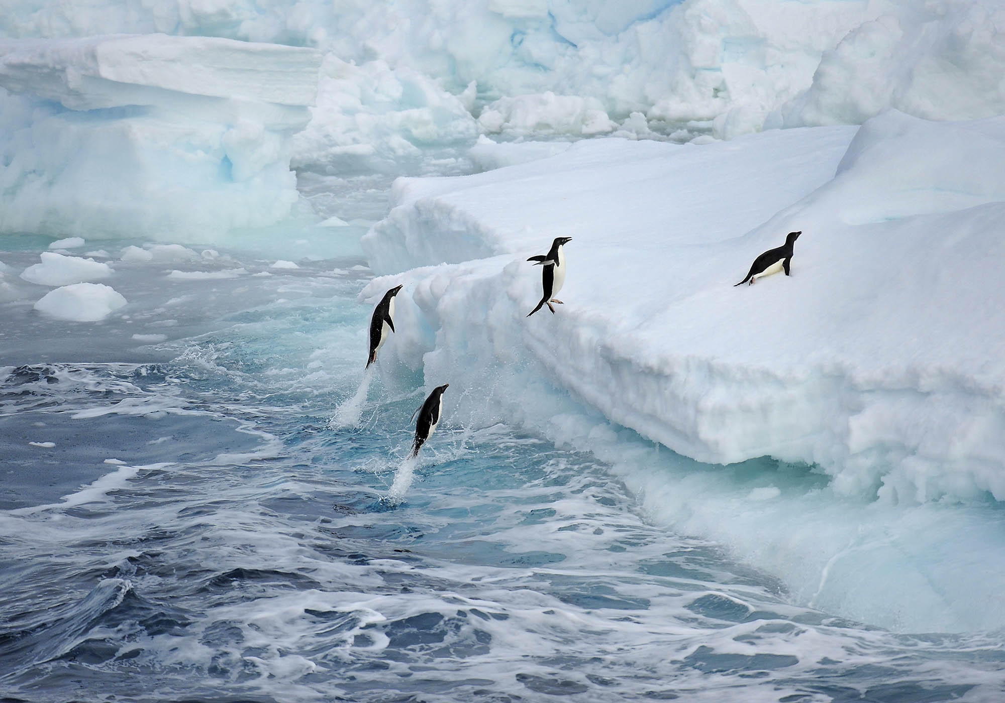 pinguino de adelia